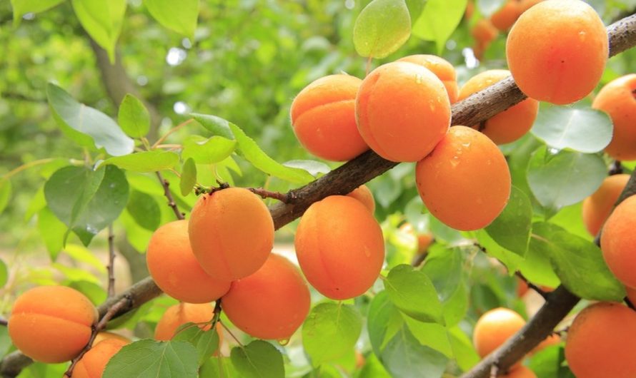 Cultura de caise și piersice, importanța acestora