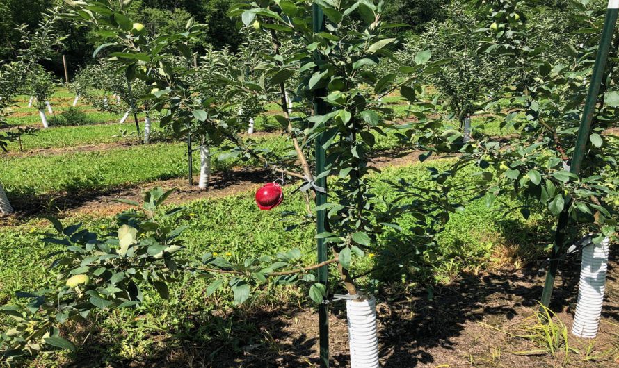 Păduchele din San Jose, identificare și combatere