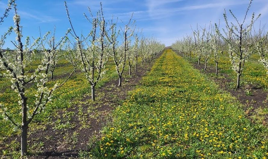 Soiuri de păr de vară