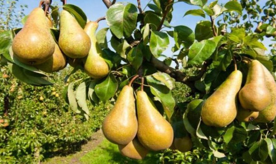 Soiuri de păr de toamnă