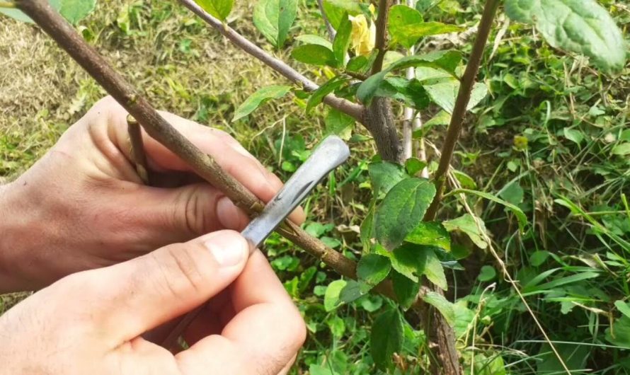 Altoirea prin oculație a pomilor fructiferi