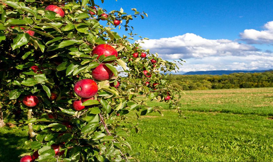 Condițiile pedoclimatice favorizante în pomicultura