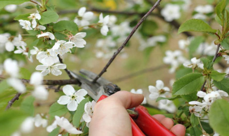 Tăierile de formare a coroanelor la pomi fructiferi