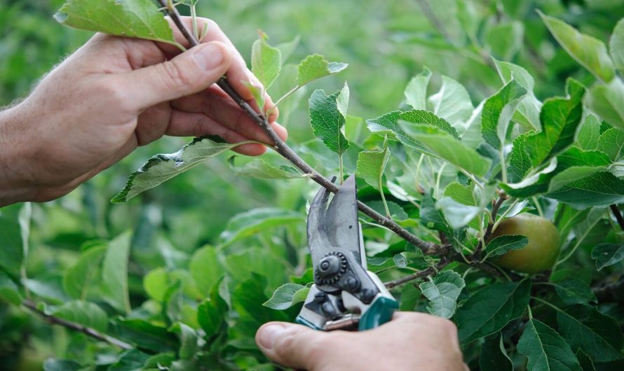 Tăierile in verde ale pomilor fructiferi
