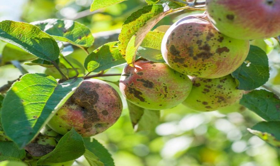 Cele mai întâlnite boli la măr