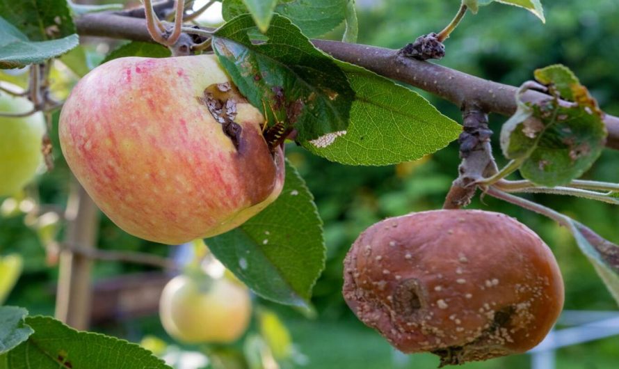 Fungicid Chorus 50 WG