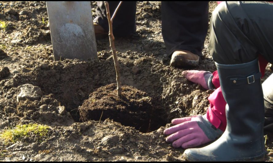 Cum să plantăm pomii fructiferi